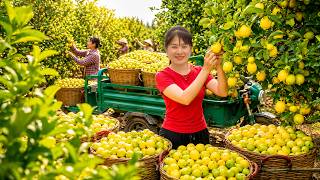 Timelapse - Massive Lemon Harvest | Market Day Farm Life