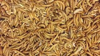 Sustainable Livestock Production