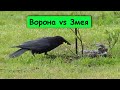 ВОРОНА В ДЕЛЕ! Ворона против ЗМЕИ, крысы. Версус Ворон - птица умеющая разговаривать.