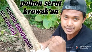 Berburu bonsai Serut krowak,an di Hutan