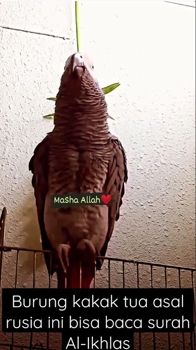 BURUNG KAKAK TUA BISA BACA SURAH AL-IKHLAS #shorts #dakwah #burung #kakak #tua #muslim #russia