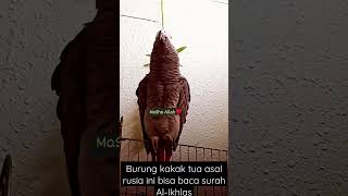 BURUNG KAKAK TUA BISA BACA SURAH AL-IKHLAS #shorts #dakwah #burung #kakak #tua #muslim #russia