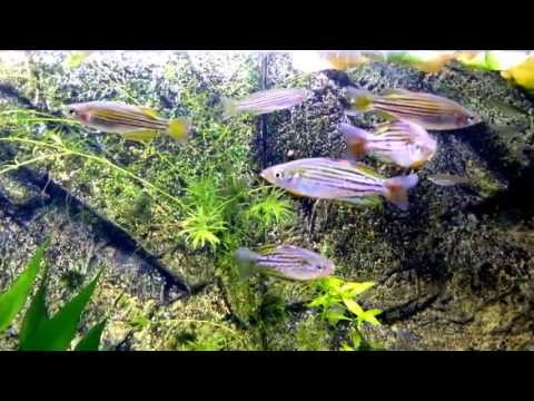 Macculloch's Rainbowfish Skull Ck (Melanotaenia maccullochi Skull Ck)