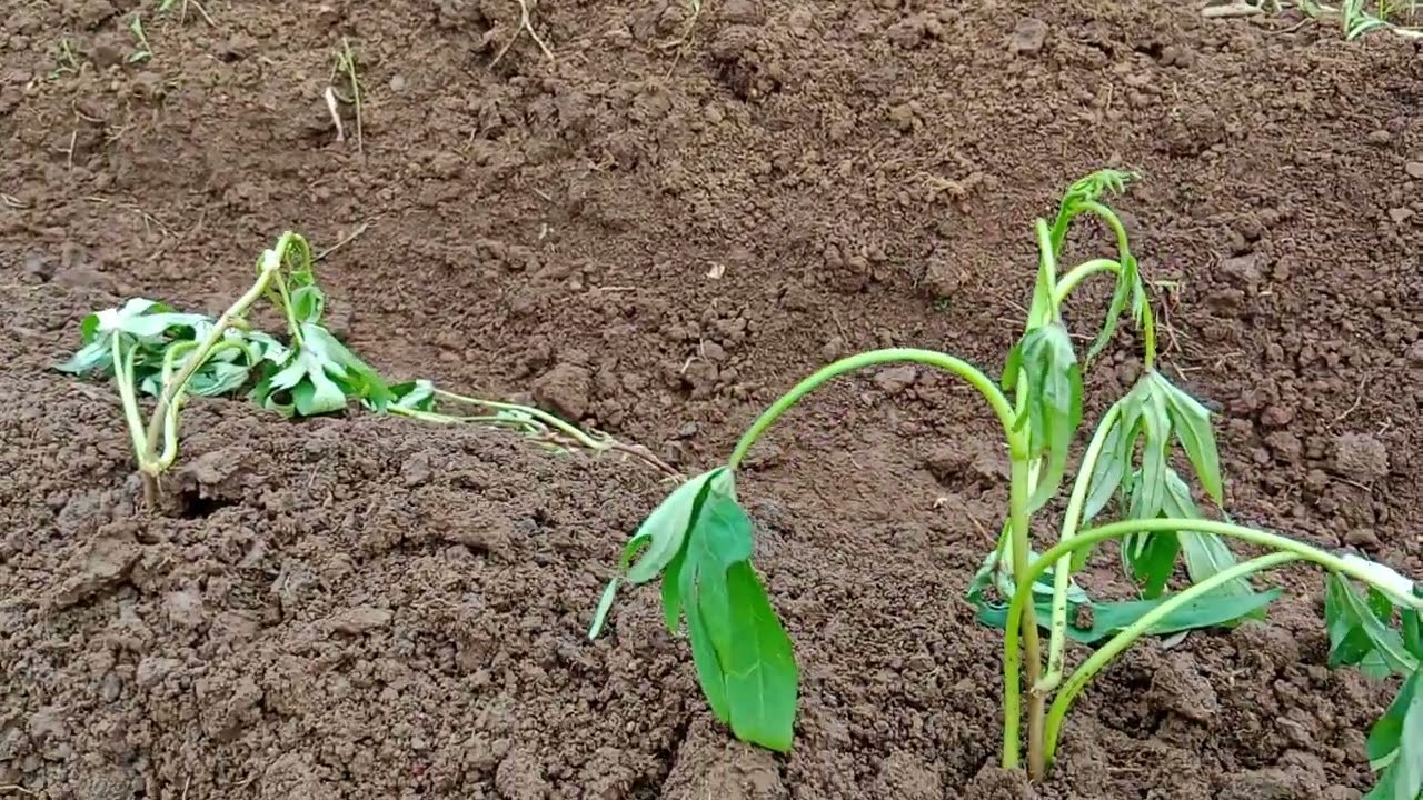 tutorial  menanam ubi madu ,,