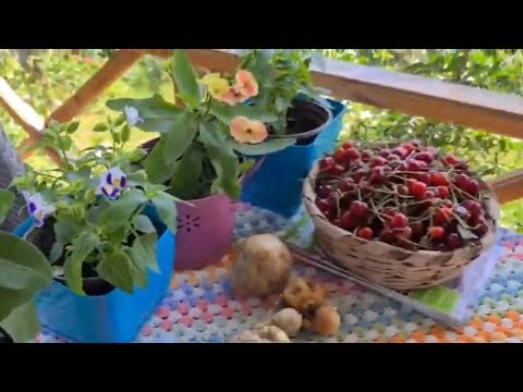 Video: Ayı Pençesi Sulu Bakımı: Büyüyen Ayı Pençesi Sulu Meyveleri