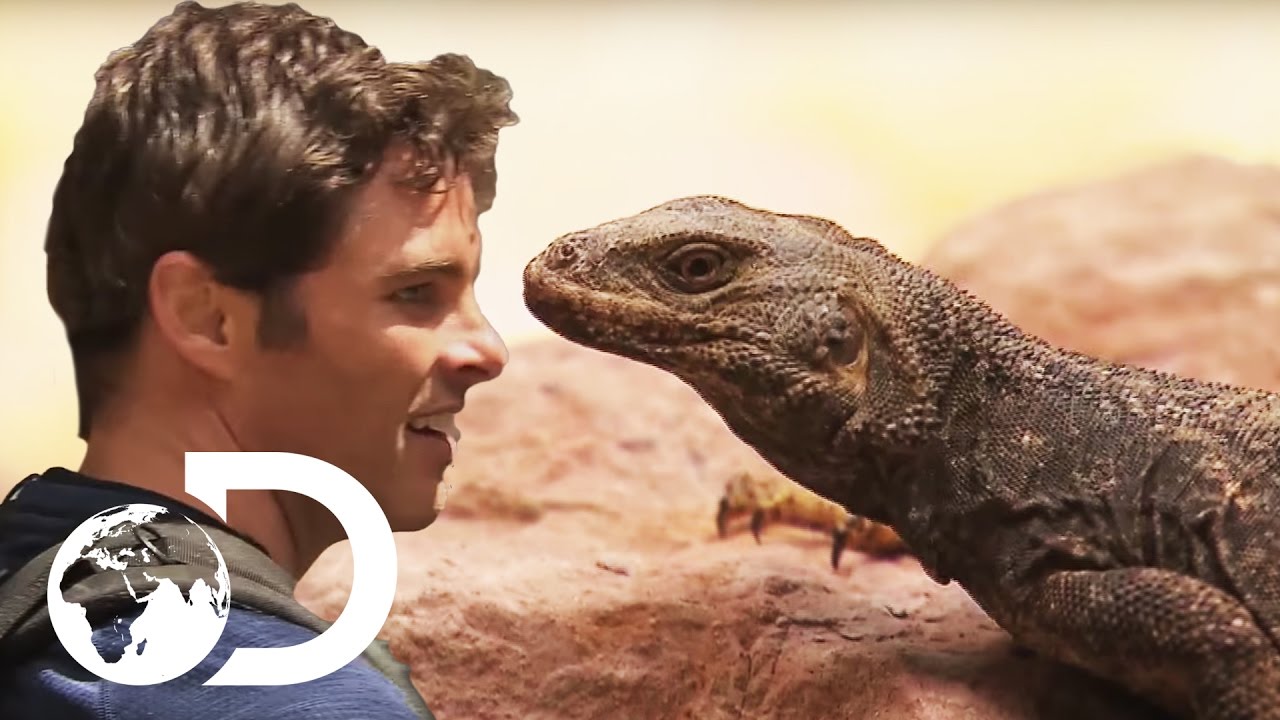 shocking definition Bear's Got His Eye On Something Slithery For Dinner | Running Wild with Bear Grylls