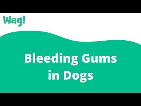 Bleeding Gums in Dogs | Wag!