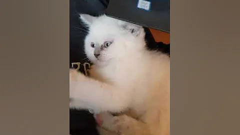 Video 751601: british blue shorthair cat, british shorthair blue point