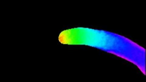 Tobacco pollen tubes as cellular models for ion dynamics: improved spatial and temporal resolution