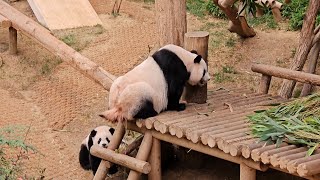 24.05.20 💖 AIBAO & RUIBAO & HUIBAO 💖 엄마 껌딱지 루이 봉변 당한날 🤣💖