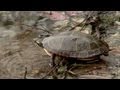 Autumn Adaptations in Animals and Plants