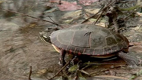 The Fascinating Ways Wildlife Prepares for Winter