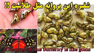 شفیره پروانه Tithorea_terracina مثل طلاست و خصوصیات جالبی دارد. Tithorea terracina Butterfly