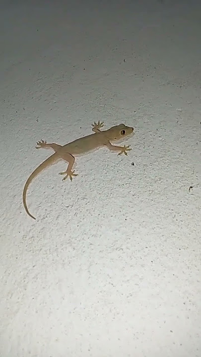 #tiktiki# 🦎🦎🦎