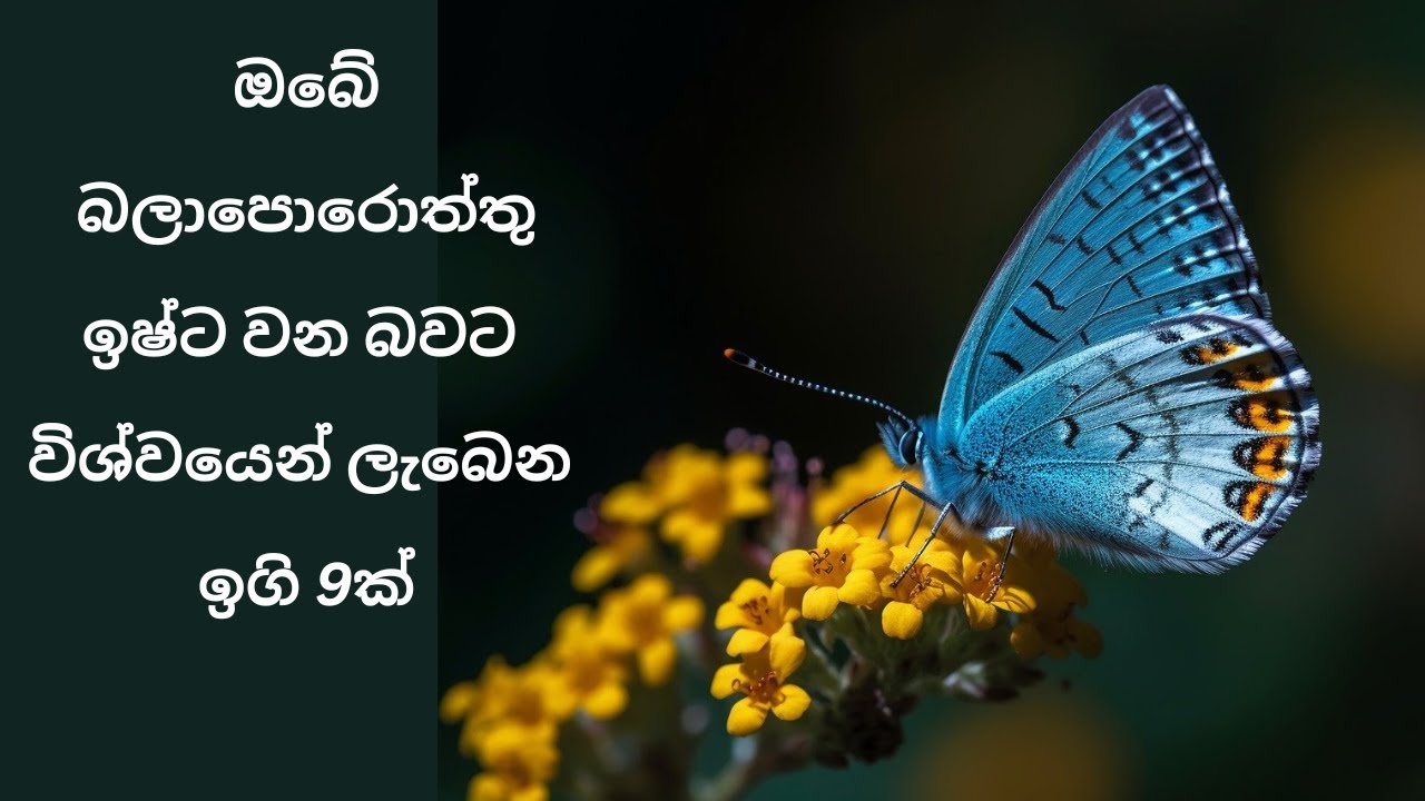ඔබේ බලාපොරොත්තු ඉෂ්ට වන බවට විශ්වයෙන් ලැබෙන ඉගි 9ක්