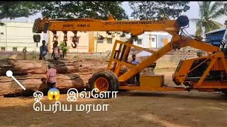 இந்த மரத்தோட வயசு இவ்ளோவா ll250 years old TREE ll #padak #padaukwood #viral #youtubeshorts #pollachi