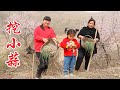 【陕北霞姐】陕北大山里的天然美味，女儿也来帮忙挖，做成洋芋擦擦，别提多香了！