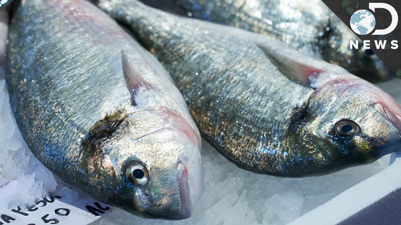 How Does Mercury Get Into Fish?