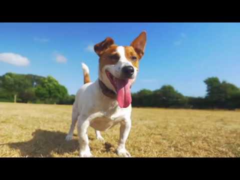 Video: Cómo Mantener Fresca A Su Mascota Durante Una Ola De Calor