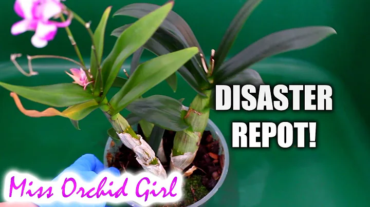 Repotting mini Dendrobium Orchid - What a disaster!!! - DayDayNews