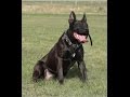 Knpv bloodlines pitbull  dutch shepherd police dog mosley