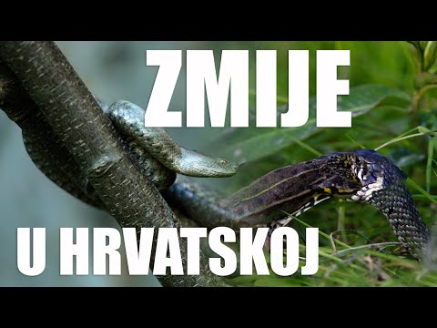 Video: Zmije Puštene U Indijskom Poreznom Uredu