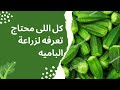 زراعة الباميه من البذور إلى المحصول الباميه زراعة الباميه من البذور إلى المحصول الباميه