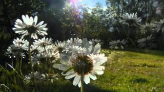 Video thumbnail of "Virginia Astley ~ I Will Miss This Holy Garden"