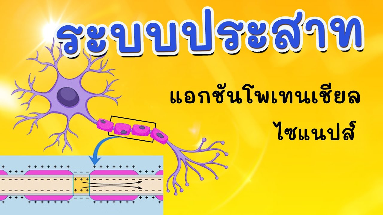 ระบบประสาท (การทำงานของเซลล์ประสาท)