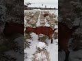 Коза нашла кустик зимой, жует причмокивая