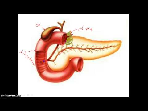 Digestion in Duodenum