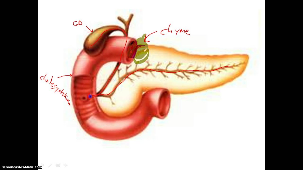 neuroendokrin rák duodenum