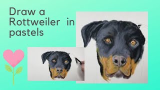 How to Draw a Realistic Rottweiler Dog in Pastels - Time Lapse screenshot 4