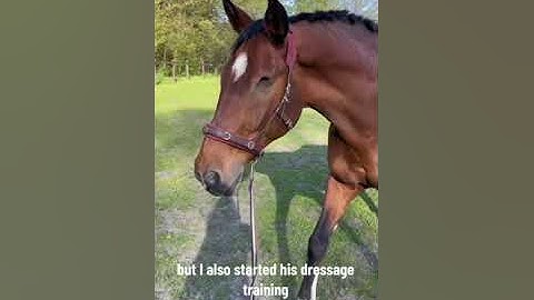 Woman is introducing her blind horse!