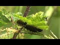 Caterpillars of the map Butterfly (butterfly) eating nettle 🔴