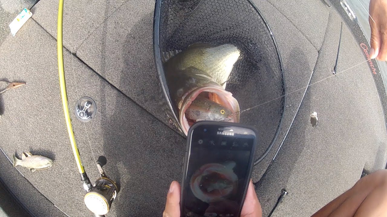 bass fishing at night FAT 9lb Swimbait Eating Bass on the Jerry Rago Soft Tool Swimbait