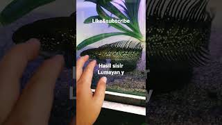 HASIL SISIR CHANNA ASIATICA JADI GONDRONG