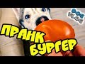 РОЗЫГРЫШ НАД СОБАКАМИ ПРАНК БУРГЕР SWEET PUPS макарун (Хаски Бандит) Говорящая собака