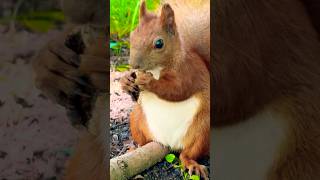 SQUIRREL is sitting on a branch and eating a mushroom.