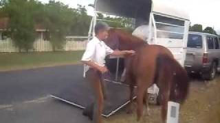 Equine Massage Therapy EASY loading on a float