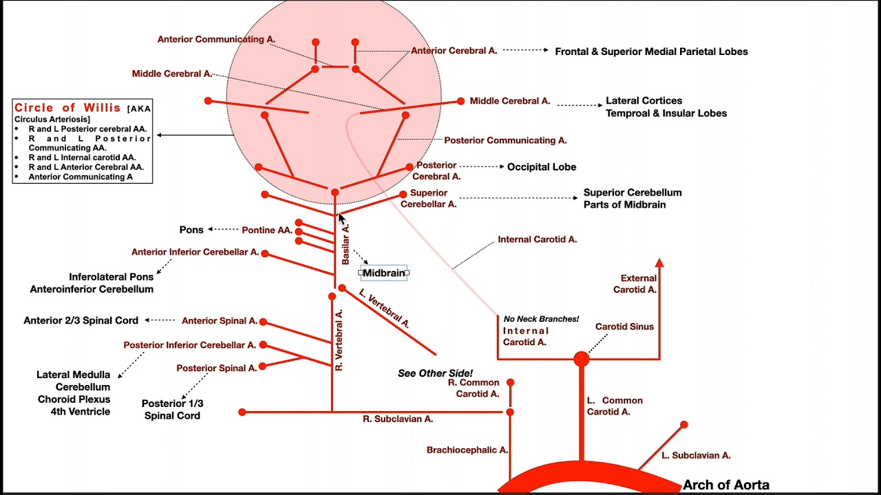 Overview Of Brainstem And Brain Blood Supply YouTube Overview Of Brainstem And Brain Blood Supply YouTube