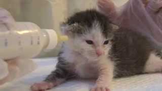 Volunteer for Best Friends Animal Society's Kitten Nursery in Salt Lake City