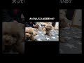 犬って何でこんな反応早いの?【多頭飼い】 ♯shorts
