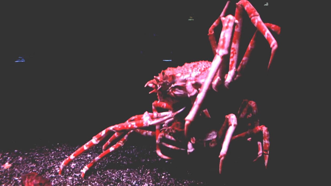 kawaii emoticons Giant spider crab do synchronized swimming.タカアシガニのシンクロナイズドスイミング。