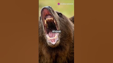 What do you call a bear......... #challange #quiz #facts #bear #riddles #riddlechallenge