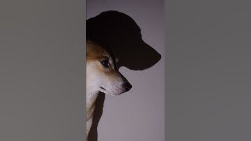 effortless shadow dance😯