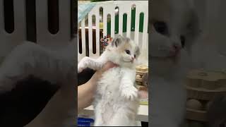 Tiny Fluffball Kittens Melt Hearts at the Market! #Shorts