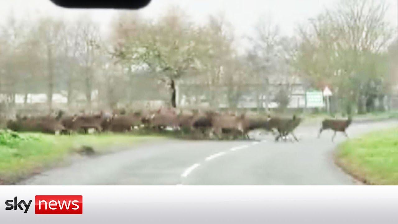 Film backdrop image for Deer herd takes to the road in Norfolk (2023)
