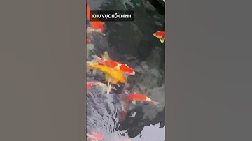 Các lưu ý khi làm ngăn kaldnes hồ cá koi #hocakoi #hokoi #shorts #short