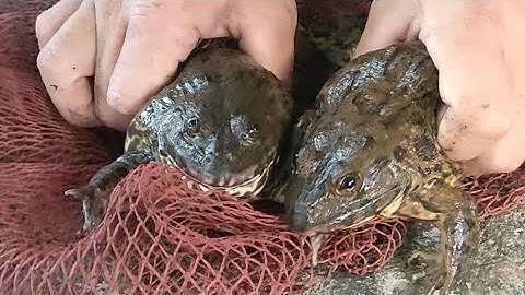 cấm câu ếch mùa nước nổi về gặp ếch bự